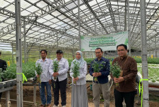 Panen Raya Seledri Hidroponik, UPZDK PermataBank Syariah Bersama Dompet Dhuafa Dorong Kemandirian Ekonomi