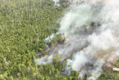 Media Asing Sentil Kebakaran Hutan di Indonesia, Ganggu Kualitas Udara Malaysia dan Singapura
