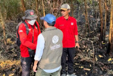 Fluktuasi Hotspot Karhutla di Kalsel: Sempat Turun ke 11, Kini Naik Lagi Jadi 44 Titik