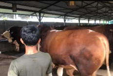 Tak Hanya APBN, Ada Juga Kok Sapi Kurban yang Dibeli Prabowo Pakai Uang Pribadi Menurut Wamensesneg