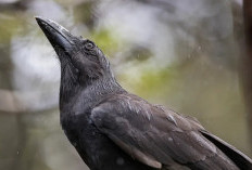 Makna Burung Gagak Hawaii, Dipercaya Leluhur Bimbing Orang Mati ke Alam Baka