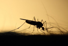 Wabah di Israel Ditularkan dari Nyamuk, West Nile Virus Belum Ada Vaksin dan Obatnya 