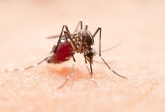 ASEAN Dengue Day, Tingkatkan Pencegahan Demam Berdarah dengan Cara ini