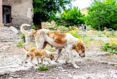 Anjing Chernobyl Bertahan Hidup dari Nuklir Terbesar di Dunia, Berevolusi Imbas Radiasi