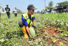 Panen Semangka Inul, Rudy Susmanto Ingin Lahan Bomang Lebih Produktif dan Berdampak Ekonomi Bagi Masyarakat