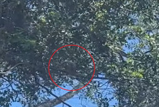 Viral Habitat Satwa Marsupilami di Merauke Diduga Kena Babat, Publik Soroti Deforestasi Papua