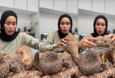 Apa Itu Kimpul? Umbi Lokal Viral di TikTok dan X Punya Banyak Manfaat untuk Kesehatan Tubuh
