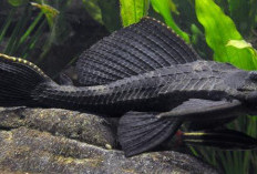 6 Fakta Ikan Sapu-Sapu, Dari Sungai Amazon ke Ciliwung, Jadi Makanan di Mexico