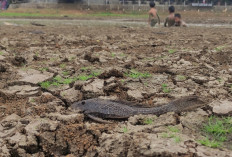 Danau di Cinere Depok Nyaris Kering Kerontang, Warga Berburu Ikan di Dasar Lumpur