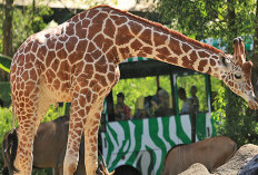 Viral Pengunjung Taman Safari Nekat Turun Beri Makan Jerapah, Netizen: Blacklist Orang Norak Gitu!