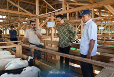 Dukung Usaha Berbasis Riset, Wamendiktisaintek Sambangi Peternakan Domba di Jonggol