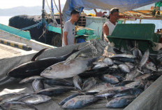 Ekspor Ikan Tembus Rp16.7 Triliun Sejak Januari Hingga Jelang Lebaran 2026, KKP: Terdampak Eskalasi Geopolitik