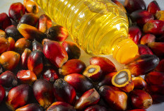 Mahalnya Kemasan Plastik Picu Kenaikan Harga Minyak Goreng, Imbas Konflik AS-Iran