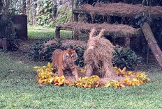 Di Balik Feeding Time Ragunan, Ini Kisah Perawat Harimau Sumatera
