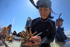 Dari Pulau Messah untuk Wisata Bahari, 500 Bibit Terumbu Karang Mulai Ditransplantasikan