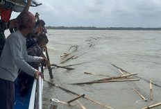 TNI AL Lanjutkan Pembongkaran Sisa Pagar Laut Sepanjang 5,26 Kilometer di Perairan Tangerang