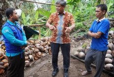 Lombok Surganya Kelapa, Rp16,8 Miliar Dikucurkan untuk Pengolahan VCO