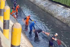 Pramono Dukung PPSU 'Buru' Ikan Sapu-sapu: Lakukan secara Masif!