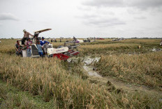 Prabowo Umumkan Swasembada Pangan, Mentan Amran: Kerja Terbaik Kabinet Merah Putih