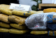 Paket Misterius Tergeletak di Rumah Kost Jaktim, Dicek BNN Ternyata Isinya Ganja 2,3 Kg