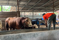 Jelang Ramadan 1447 H Pasokan Daging Sapi Tak Stabil dan Harga Naik? Ini Cerita Peternak Langsung dari Kandang