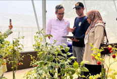 UG Perkenalkan Teknologi Smart Greenhouse START, Apa Saja Hebatnya?