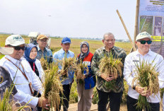 Bertahan Hadapi El Nino dan Lahan Salin, BRIN-PGN-Pemkab Batang Panen Raya 166,5 Ton Padi Biosalin