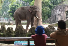 Ragunan Tetap Jadi Primadona Wisata Murah Saat Libur Natal, Warga Bogor Rela Datang Dari Pagi