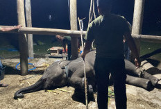Gajah Yuna Mati Mendadak di Usia Kurang dari 3 Tahun, BKSDA Aceh: Waspada Virus Mematikan EEHV