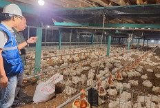 Tok! Pemerintah Putuskan Tarif Listrik Triwulan II 2026 Tidak Naik: Pasokan Tetap Aman