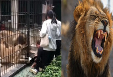 Detik-detik Mencekam! Gadis Kecil Nyaris Diseret Singa di Kebun Binatang Shantou, Nyaris Tak Selamat
