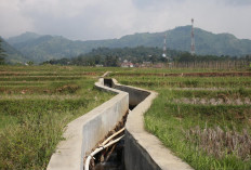 Hebat! Rehabilitasi Irigasi Kementerian PU di Bogor Bikin Petani Panen 3 Kali Setahun