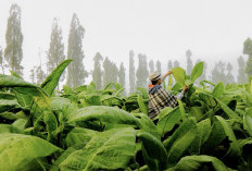 APTI Nilai Regulasi Pembatasan Kadar Tar dan Nikotin Bisa Matikan Petani Tembakau Indonesia