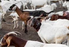 Ini Alasan Gus Baha Lebih Memilih Hewan Kurban Kambing daripada Sapi