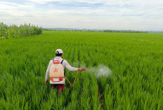 Peran Penting SMK Pertanian, Mendikdasmen Abdul Mu’ti Singgung Smart Farming dan Urban Farming 