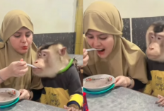 Viral Wanita Makan Sama Beruk Pakai Satu Sendok, Netizen: Takut Ada Virus Rabies!