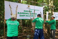 BAZNAS Salurkan 1.240 Kambing Dam Jemaah Haji 2026 untuk Mustahik di Berbagai Provinsi