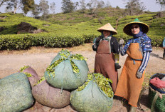Dari Teh hingga Agrowisata, Dana Bergulir LPDB Perkuat Bisnis Puskopkar PTPN VIII