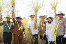 Panen Raya Padi di Kabupaten Barito Kuala, Baznas Dorong Kemandirian Ekonomi Petani di Kalsel