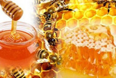 Hari Kanker Sedunia 2026, Madu Herbal Kombinasi Temulawak, Daun Kelor, dan Meniran Kaya Antioksidan