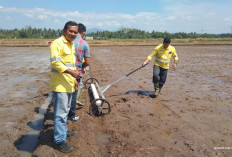 Menuju Pertanian Modern, NHM Kembangkan Komoditas Padi 10 Hektare di Kao Barat