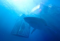 Sinopsis 47 Meters Down di Bioskop Trans TV, Liburan Jadi Petaka