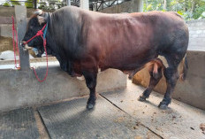 Estimasi Harga Sapi Kurban 2026 Berapa? Jenis Limosin Tembus Sekitar Rp35 Jutaan