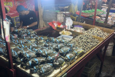 Aneka Kerang dan Kepiting Diserbu Jelang Perayaan Malam Tahun Baru, Pedagang Kramat Jati Laris Manis