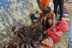 Satpol PP DKI Gagalkan Perdagangan Daging Ikan Sapu-sapu untuk Siomay