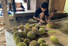 Kawasan Baduy Masuki Puncak Musim Durian, Penjualan Melimpah