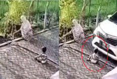 Viral Video CCTV Balita Selamat Usai Terlewati Kolong Mobil, Momen Bikin Deg-degan