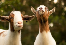 Cek Daftar Harga Kambing Kurban 2025 Jelang Idul Adha Lewat Online, Paling Murah Segini!