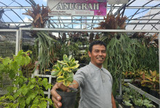 Dari Hobi Jadi Rezeki, Ini Kisah Sukses Klaster Tanaman Hias Binaan BRI