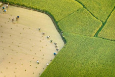 Ekonom Sebut Proyek Food Estate Memperparah Kemiskinan, Singgung Keterlibatan Pengusaha 